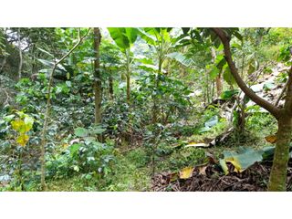 Foto 3 de SE VENDE FINCA EN PIJAO, QUINDIO, COLOMBIA