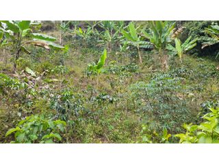 Foto 2 de SE VENDE FINCA EN PIJAO, QUINDIO, COLOMBIA