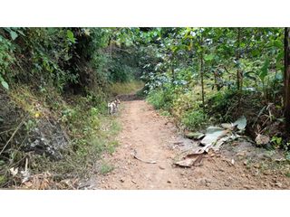 Foto 8 de SE VENDE FINCA EN PIJAO, QUINDIO, COLOMBIA