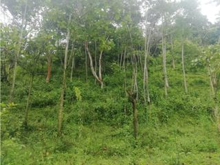 Foto 17 de Venta de Lote  en La Estrella Antioquia - Vereda La Culebra