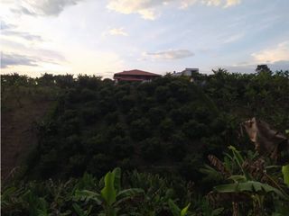 Foto 8 de VENDO FINCA MORELIA PEREIRA