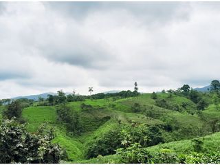 Foto 8 de Venta de Hacienda en el Sector Santo Domingo, a 16 km de la Ciudad.