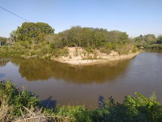 Foto 2 de Olivero a mtrs. del Rio Carcarañá
