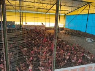 Foto 55 de Vendo finca de producion y descanso en caloto departamento del cauca
