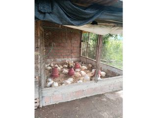 Foto 29 de Vendo finca de producion y descanso en caloto departamento del cauca