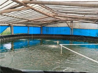 Foto 45 de Vendo finca de producion y descanso en caloto departamento del cauca