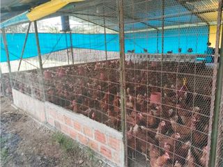 Foto 56 de Vendo finca de producion y descanso en caloto departamento del cauca