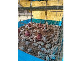 Foto 28 de Vendo finca de producion y descanso en caloto departamento del cauca
