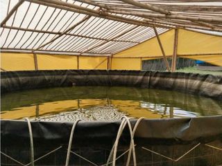 Foto 36 de Vendo finca de producion y descanso en caloto departamento del cauca