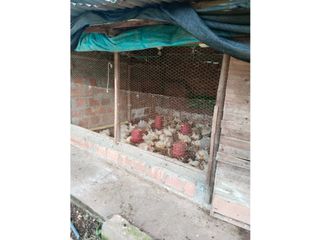 Foto 30 de Vendo finca de producion y descanso en caloto departamento del cauca