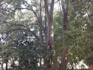 Foto 3 de Terreno en venta - 20 x 56mts - 1123mts2 - El Rodeo, Abasto, La Plata