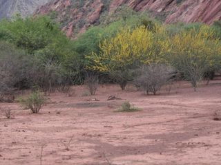 Foto 11 de Terreno en venta - 19.000Mts2 - Alemania, Salta
