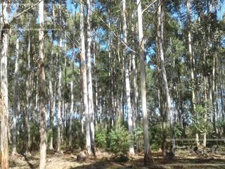Foto 7 de Campo en venta de 300 has FORESTAL - Ganadera R14 Corrientes -Financiación