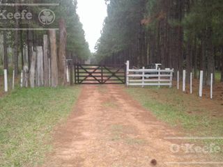 Foto 1 de Campo en venta de 300 has FORESTAL - Ganadera R14 Corrientes -Financiación