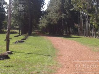 Foto 4 de Campo en venta de 300 has FORESTAL - Ganadera R14 Corrientes -Financiación