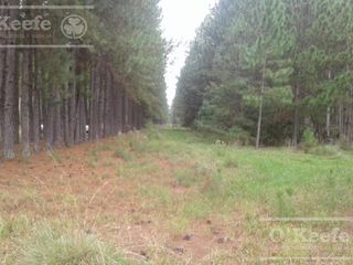 Foto 3 de Campo en venta de 300 has FORESTAL - Ganadera R14 Corrientes -Financiación
