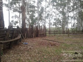 Foto 10 de Campo en venta de 300 has FORESTAL - Ganadera R14 Corrientes -Financiación