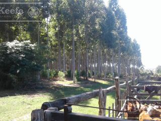 Foto 2 de Campo en venta de 300 has FORESTAL - Ganadera R14 Corrientes -Financiación