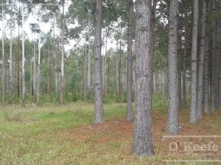 Foto 8 de Campo en venta de 300 has FORESTAL - Ganadera R14 Corrientes -Financiación