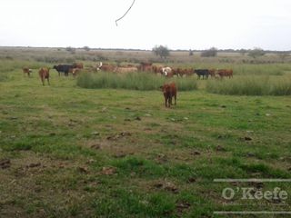 Foto 13 de Campo en venta de 300 has FORESTAL - Ganadera R14 Corrientes -Financiación