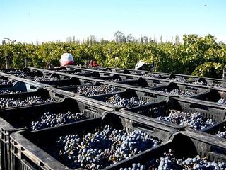 Foto 2 de Finca 14 ha con bodega boutique- San Rafael -Mendoza