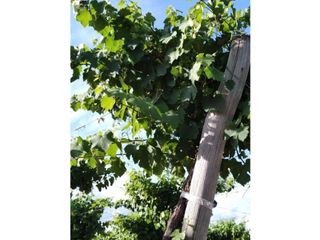 Foto 3 de VENTA DE FINCA 61 HAS UBICADA SOBRE RUTA NACIONAL N°7, SANTA ROSA-MZA.
