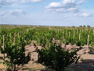Foto 10 de VENTA DE FINCA 61 HAS UBICADA SOBRE RUTA NACIONAL N°7, SANTA ROSA-MZA.