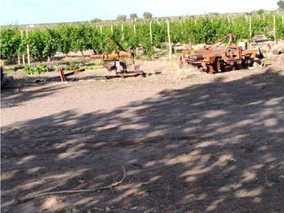 Foto 13 de VENTA DE FINCA 61 HAS UBICADA SOBRE RUTA NACIONAL N°7, SANTA ROSA-MZA.