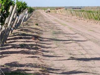 Foto 15 de VENTA DE FINCA 61 HAS UBICADA SOBRE RUTA NACIONAL N°7, SANTA ROSA-MZA.