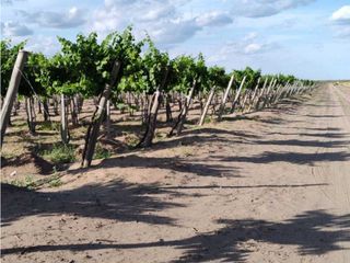 Foto 5 de VENTA DE FINCA 61 HAS UBICADA SOBRE RUTA NACIONAL N°7, SANTA ROSA-MZA.