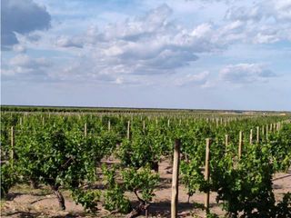 Foto 9 de VENTA DE FINCA 61 HAS UBICADA SOBRE RUTA NACIONAL N°7, SANTA ROSA-MZA.