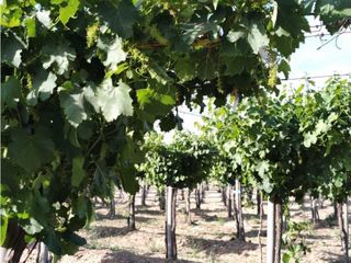 Foto 6 de VENTA DE FINCA 61 HAS UBICADA SOBRE RUTA NACIONAL N°7, SANTA ROSA-MZA.