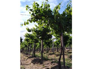 Foto 7 de VENTA DE FINCA 61 HAS UBICADA SOBRE RUTA NACIONAL N°7, SANTA ROSA-MZA.