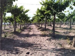 Foto 1 de VENTA DE FINCA 61 HAS UBICADA SOBRE RUTA NACIONAL N°7, SANTA ROSA-MZA.
