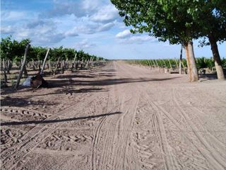 Foto 2 de VENTA DE FINCA 61 HAS UBICADA SOBRE RUTA NACIONAL N°7, SANTA ROSA-MZA.