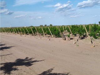 Foto 4 de VENTA DE FINCA 61 HAS UBICADA SOBRE RUTA NACIONAL N°7, SANTA ROSA-MZA.