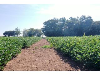 Campo de 55 hectáreas en Saladillo