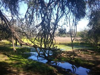 Foto 4 de Campo Ganadero en Rivadavia Banda Norte