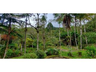 Se vende finca de 7 hectáreas La Cumbre Bitaco Chicoral Valle Colombia