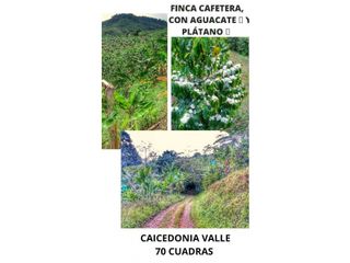 FINCA PRODUCTIVA CON CAFE,  AGUACATE 🥑 Y PLTANO