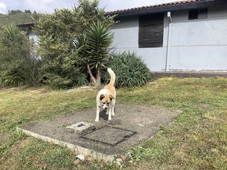 Foto 11 de CASA CAMPESTRE VENTA GUASCA VDA MARIANO OSPINA, C. V 1497