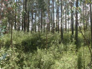 Foto 5 de Se Vende Terreno para Desarrollar en Tolontag