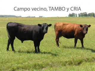 Foto 13 de Oportunidad!! Exc Campo De 10ha en Lobos, Zona Haras, Agricola Ganadera, ideal emprendimiento!