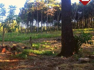 Foto 3 de Terreno de 1 hectÃ¡reas
