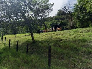 FINCA EN VENTA BUGA VEREDA LA HODA, MAJA HIERRO