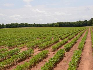 Foto 1 de Campo en Perez