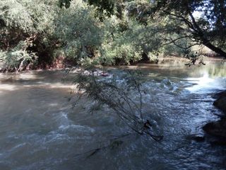 Foto 3 de GUIDEK STASIUK PROPIEDADES VENDE EXCELENTE CHACRA 30 HECTAREAS EN ALBERDI (PIRILEN) A 5KM DE RUTA POSEE 20 HECTAREAS DE PINO ELLIOTIS DE 18 AÑOS