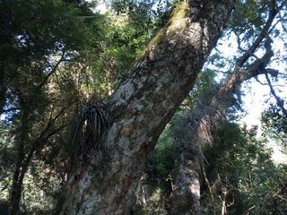 Foto 2 de GUIDEK STASIUK PROPIEDADES VENDE EXCELENTE CHACRA 30 HECTAREAS EN ALBERDI (PIRILEN) A 5KM DE RUTA POSEE 20 HECTAREAS DE PINO ELLIOTIS DE 18 AÑOS