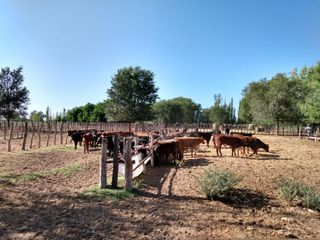 Finca de 105 has en Cañada Seca - Nogales y pasturas