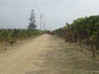 Foto 7 de (D)TERRENO QUILMANA  FUNDO CON CULTIVO 160,000 M2